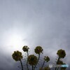 太陽を背に
