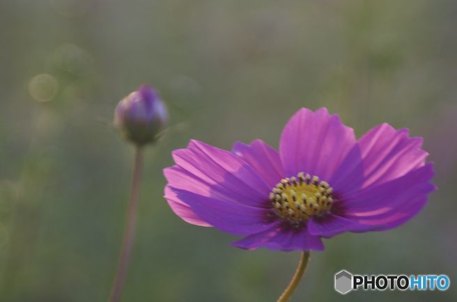 古い写真から　　コスモス・親子