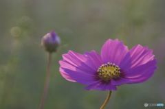 古い写真から　　コスモス・親子