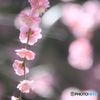 枝垂れ梅
