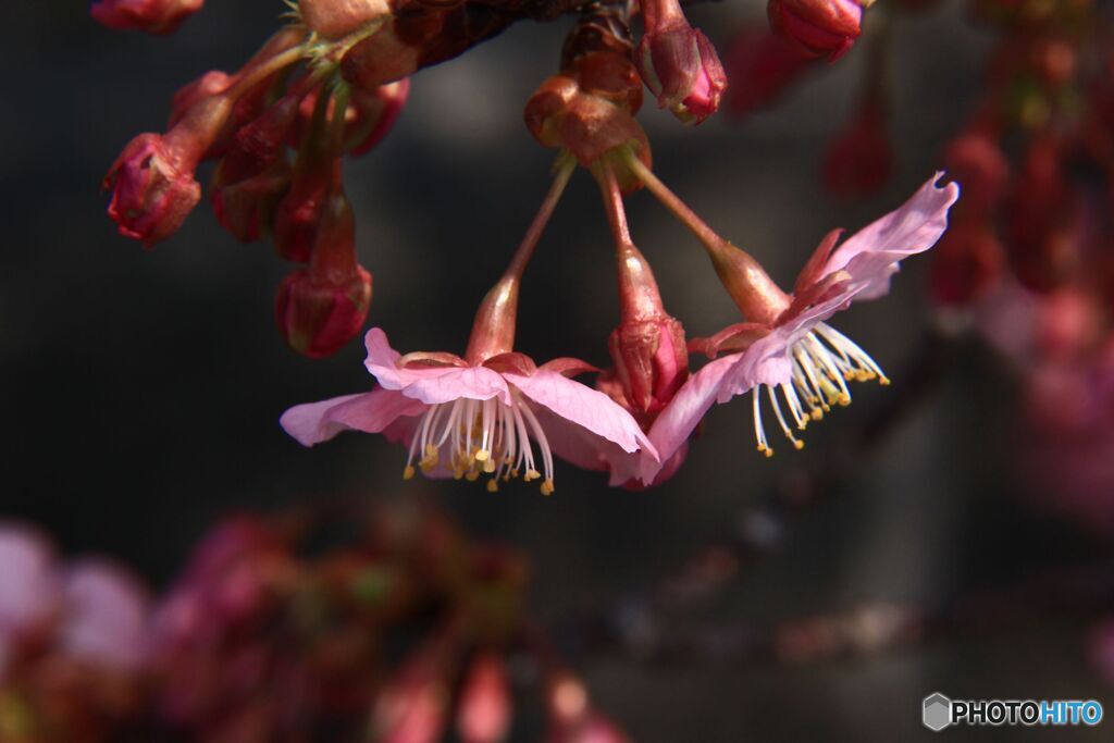 河畔の河津桜（１）