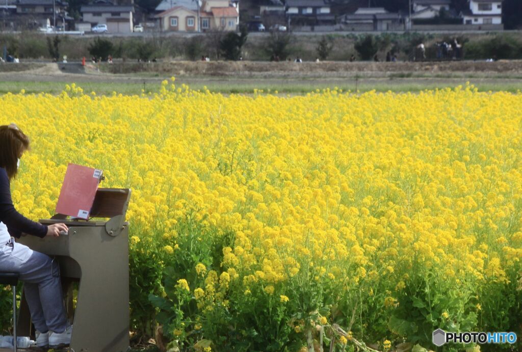 菜の花畑にて