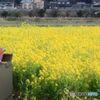 菜の花畑にて