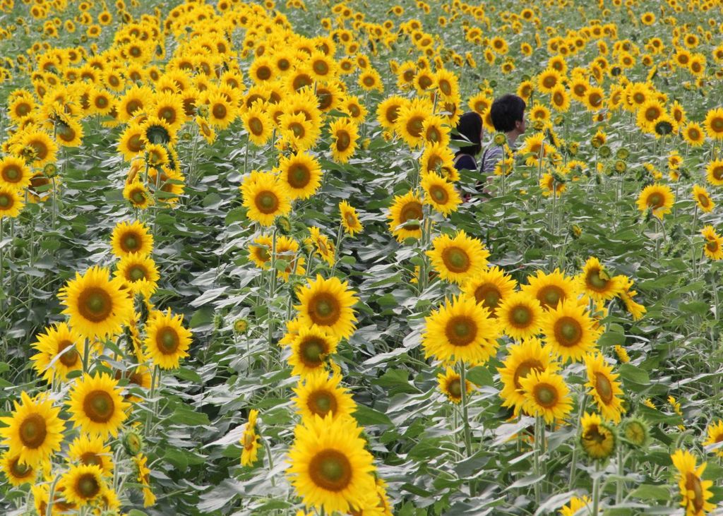 二人の花園