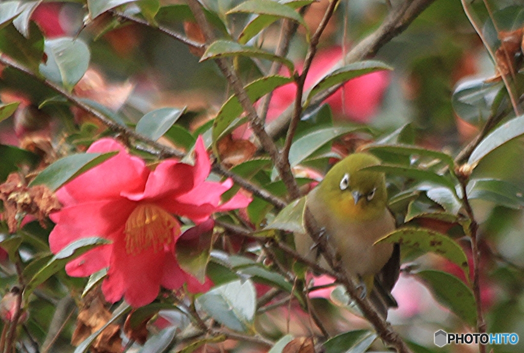 おどけ顔で蜜を吸いに