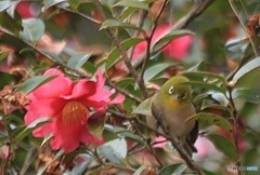 おどけ顔で蜜を吸いに