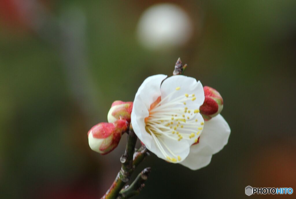 梅の花が咲いた