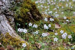 根っこの周りに