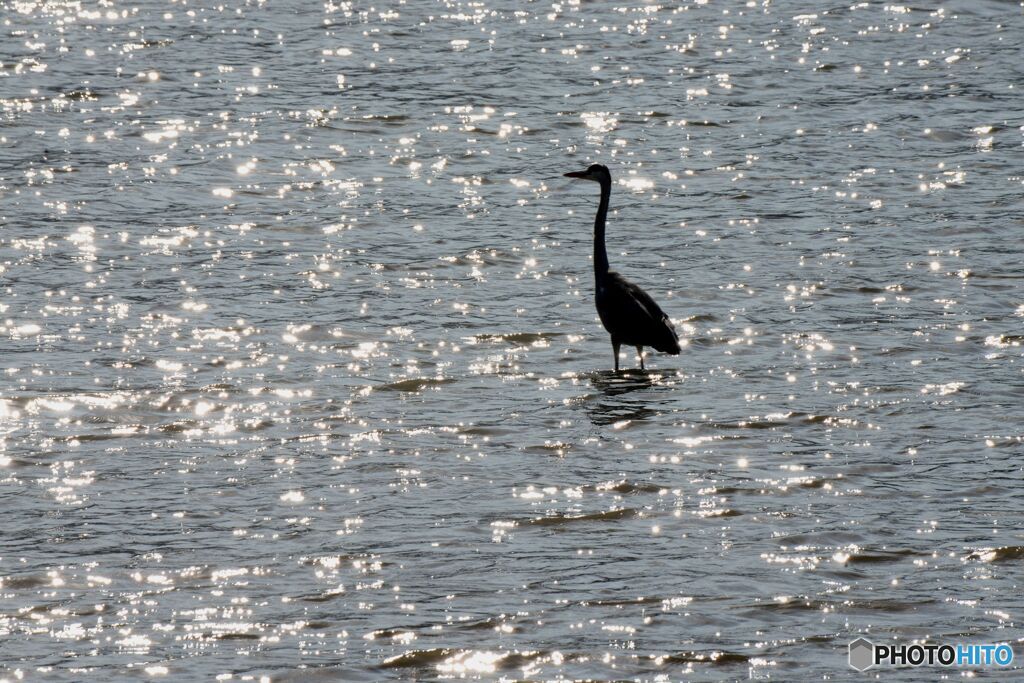 ダイサギ　シルエット