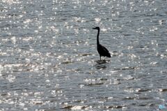 ダイサギ　シルエット