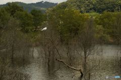 サギ　枝にとまる