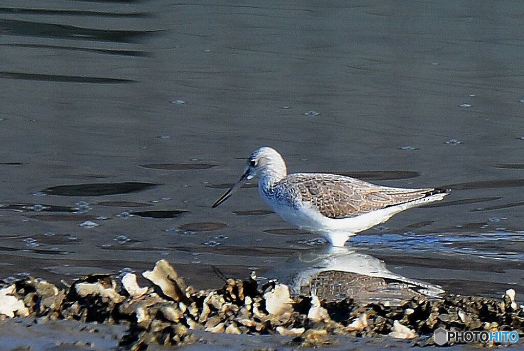 シギの仲間と思うが