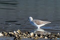 シギの仲間と思うが