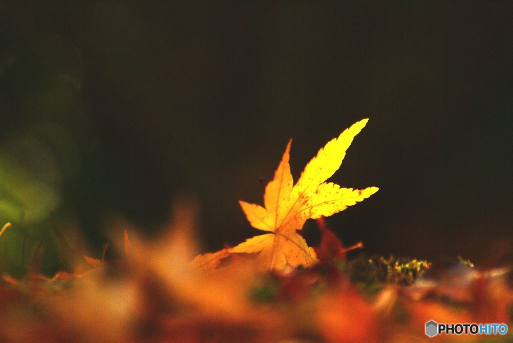 　2018年紅葉　終焉の美