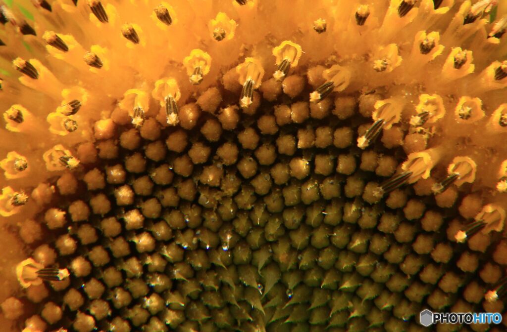 ひまわりの一部