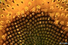 ひまわりの一部 ひまわりの一部