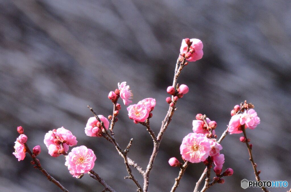 紅梅咲く　円通寺