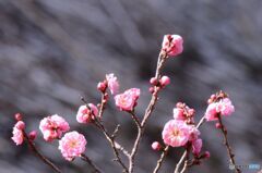 紅梅咲く　円通寺