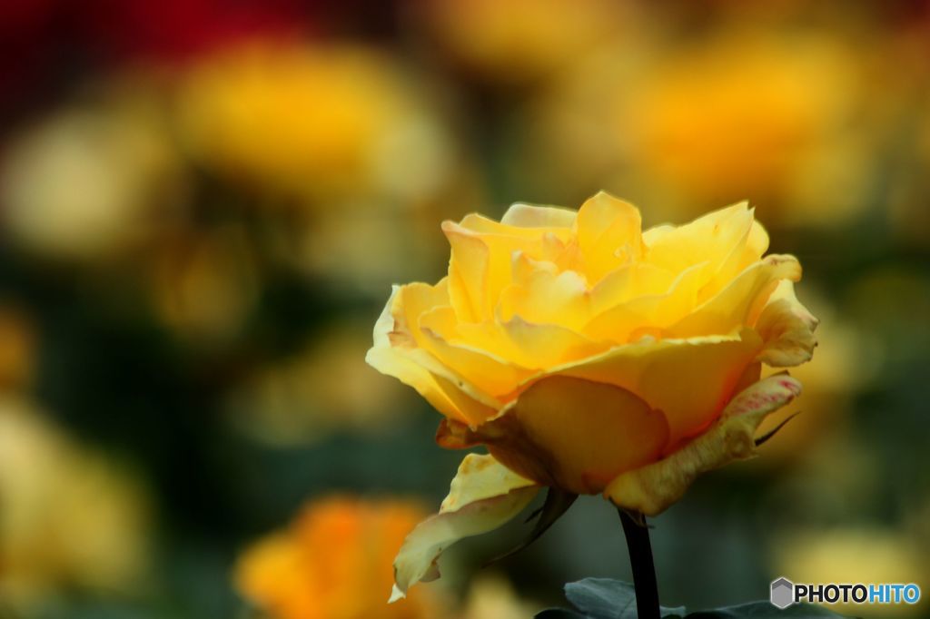 薔薇　・　インカ