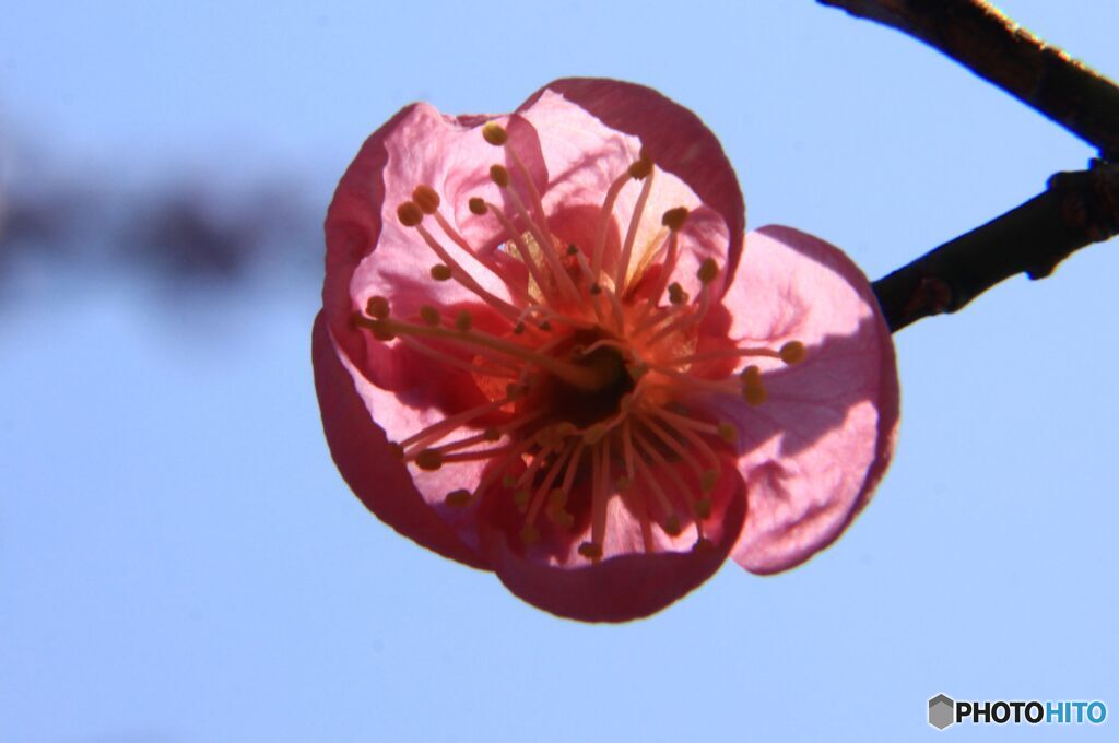 透ける紅梅