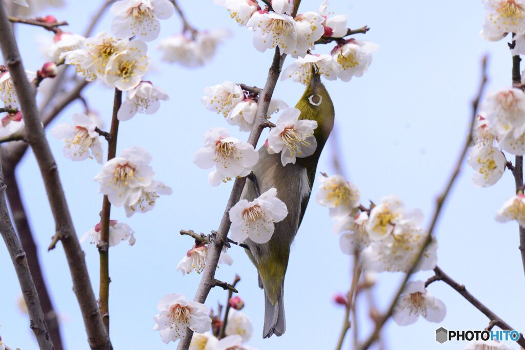 梅の蜜は好物