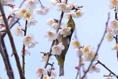 梅の蜜は好物