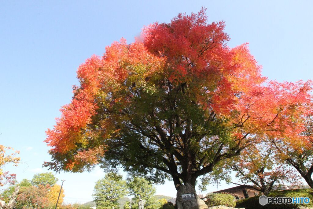 櫂の木・田中美術館