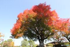 櫂の木・田中美術館