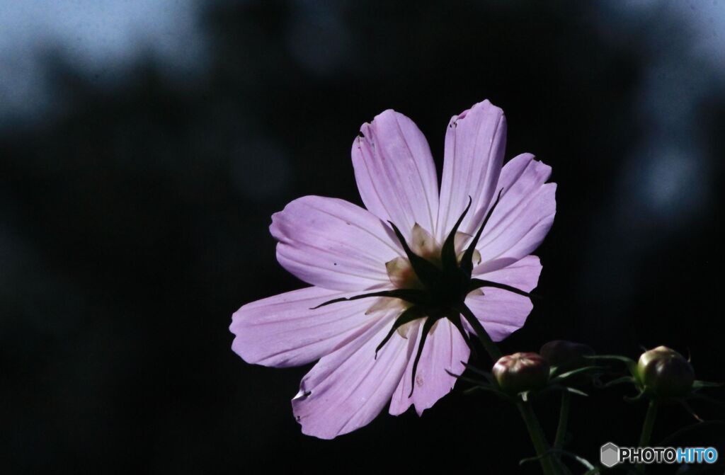 裏から見てもきれいですね