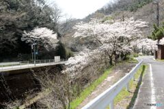 新道の桜・旧道の桜