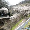 新道の桜・旧道の桜