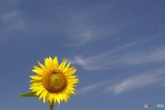 　蔵出し　ひまわり