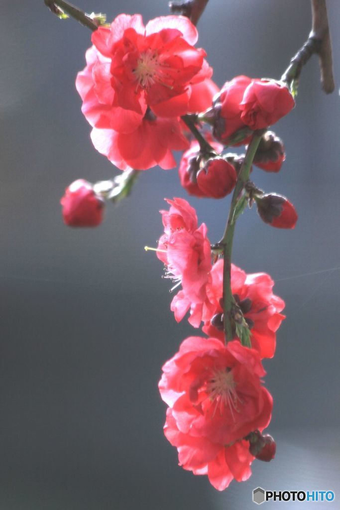 春爛漫　花桃咲き誇る