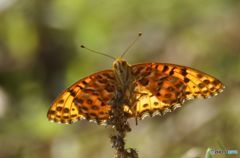 ヒョウモンチョウ