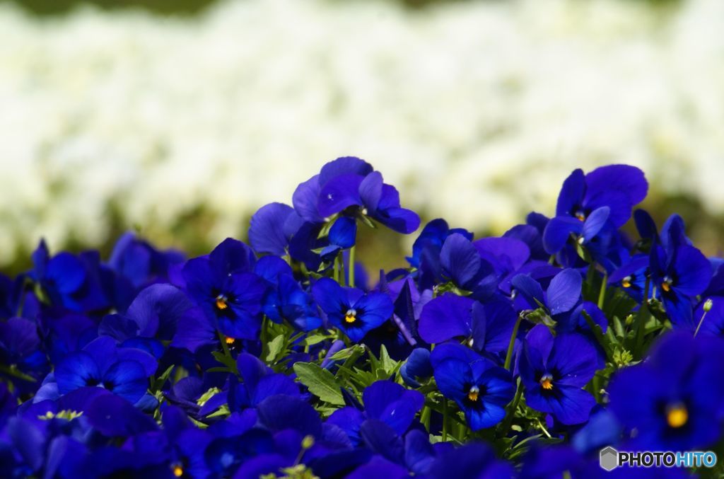 blue and white
