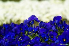 blue and white
