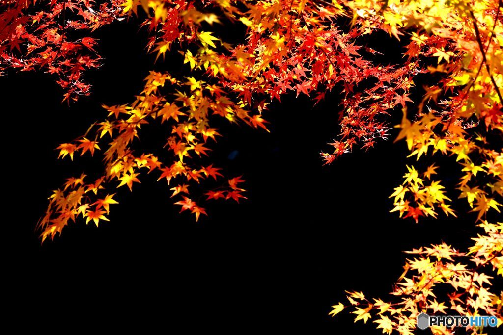 晩秋の紅葉