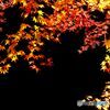 晩秋の紅葉