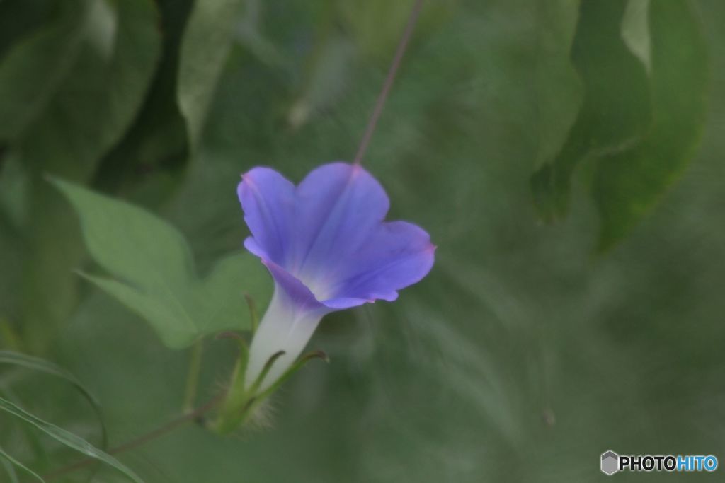 これも朝顔