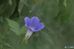 これも朝顔