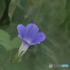 これも朝顔