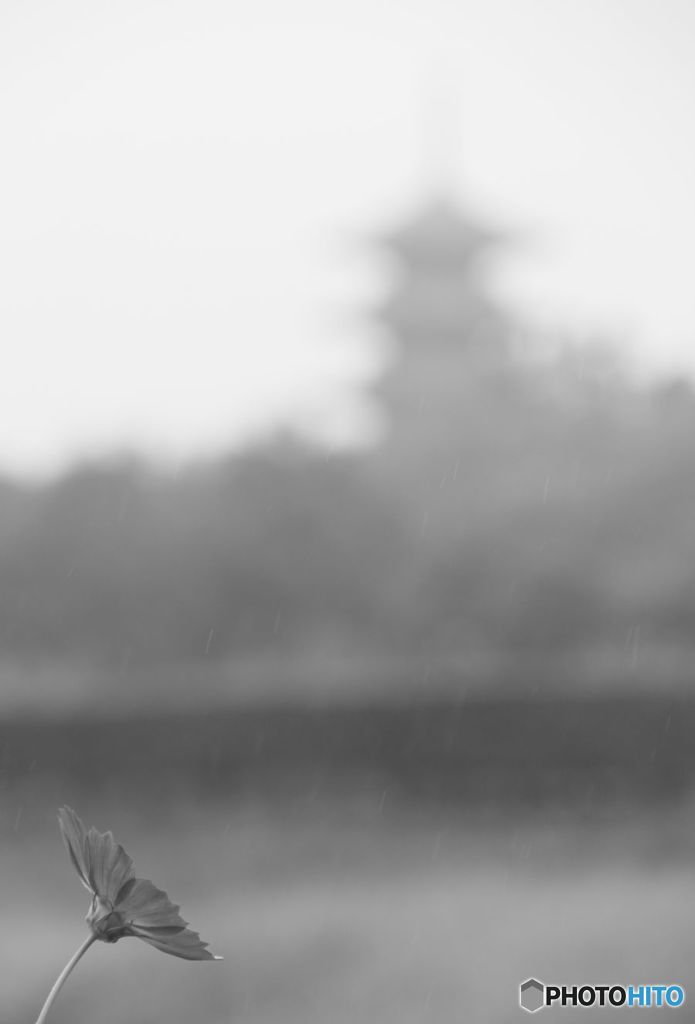 モノクロ　　　　コスモス　と　塔