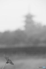 モノクロ　　　　コスモス　と　塔