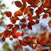 広葉樹　の紅葉