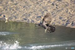 カルガモに奇襲をかけたカラス