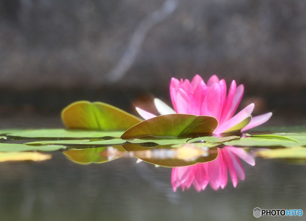 古い写真から　　　睡蓮　　（アイビースクエァー）