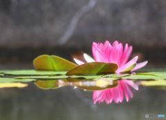 古い写真から　　　睡蓮　　（アイビースクエァー）