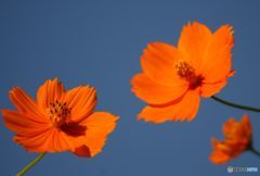 オレンジの種族