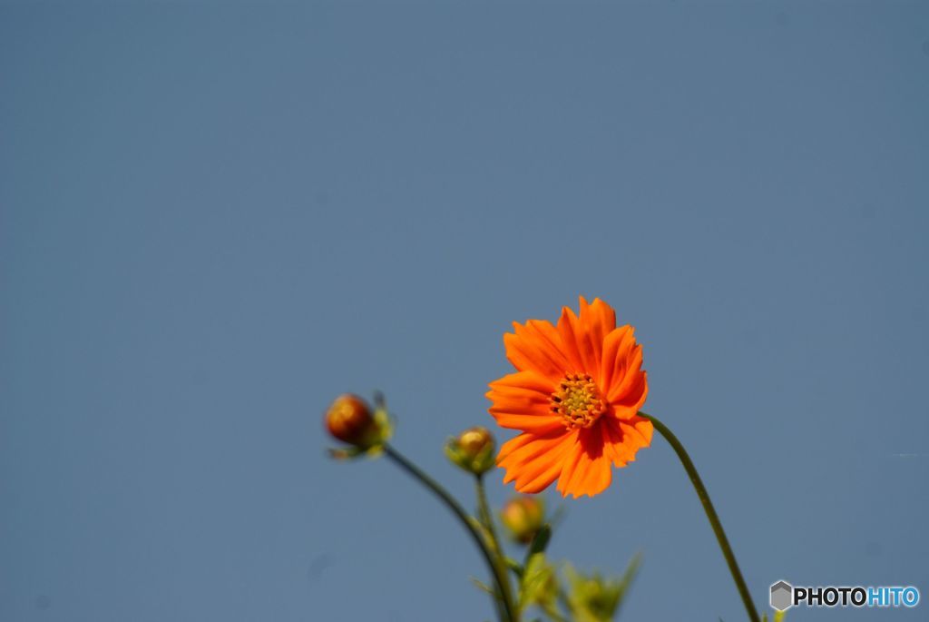 Blue & Orange