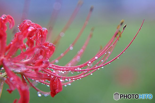 雨のあと